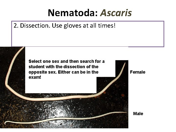 Nematoda: Ascaris 2. Dissection. Use gloves at all times! Select one sex and then