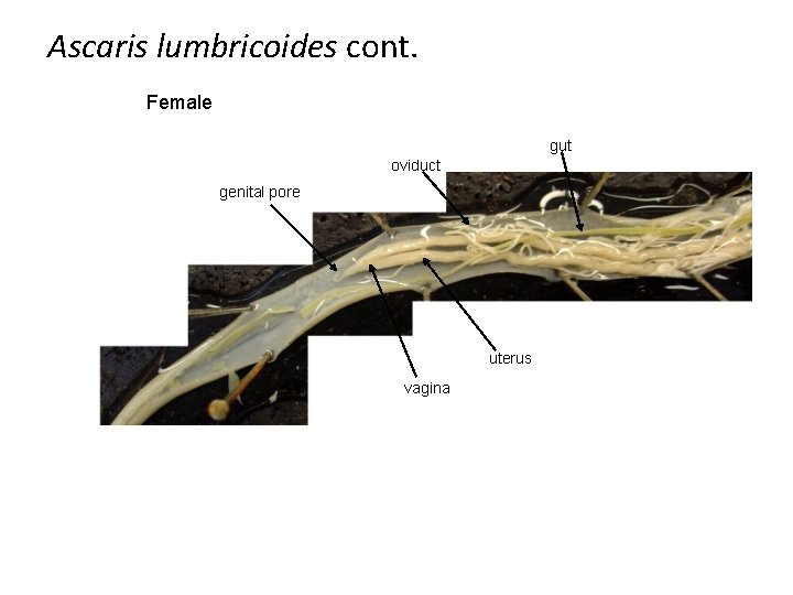 Ascaris lumbricoides cont. Female gut oviduct genital pore uterus vagina 