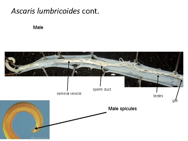 Ascaris lumbricoides cont. Male sperm duct seminal vesicle testes gut Male spicules 