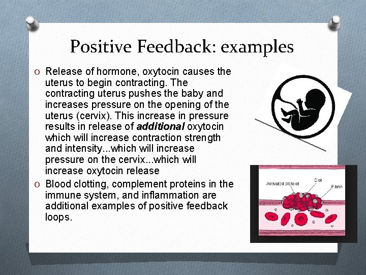 Positive Feedback: examples O Release of hormone, oxytocin causes the uterus to begin contracting. Positive Feedback: examples O Release of hormone, oxytocin causes the uterus to begin contracting.