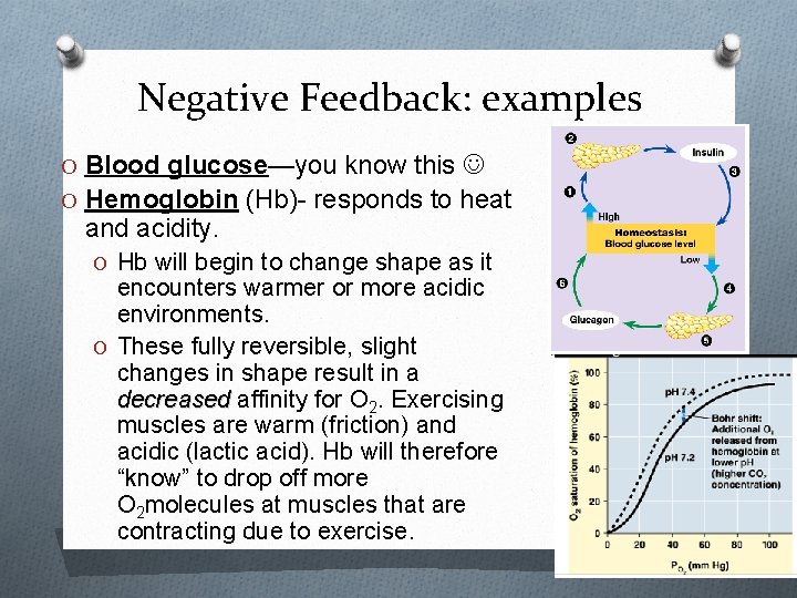 Negative Feedback: examples O Blood glucose—you know this O Hemoglobin (Hb)- responds to heat Negative Feedback: examples O Blood glucose—you know this O Hemoglobin (Hb)- responds to heat