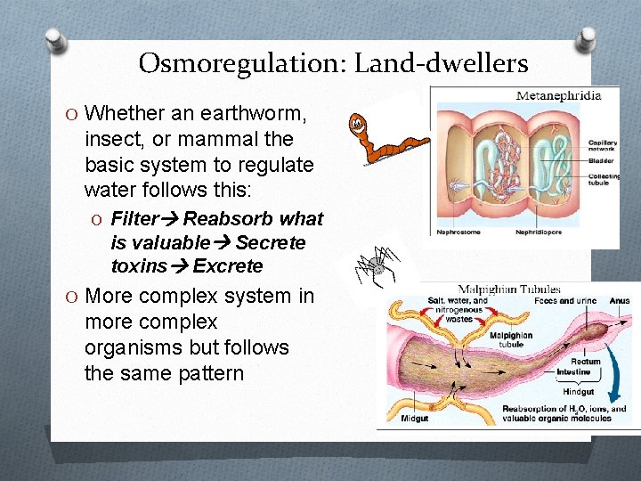 Osmoregulation: Land-dwellers O Whether an earthworm, insect, or mammal the basic system to regulate Osmoregulation: Land-dwellers O Whether an earthworm, insect, or mammal the basic system to regulate