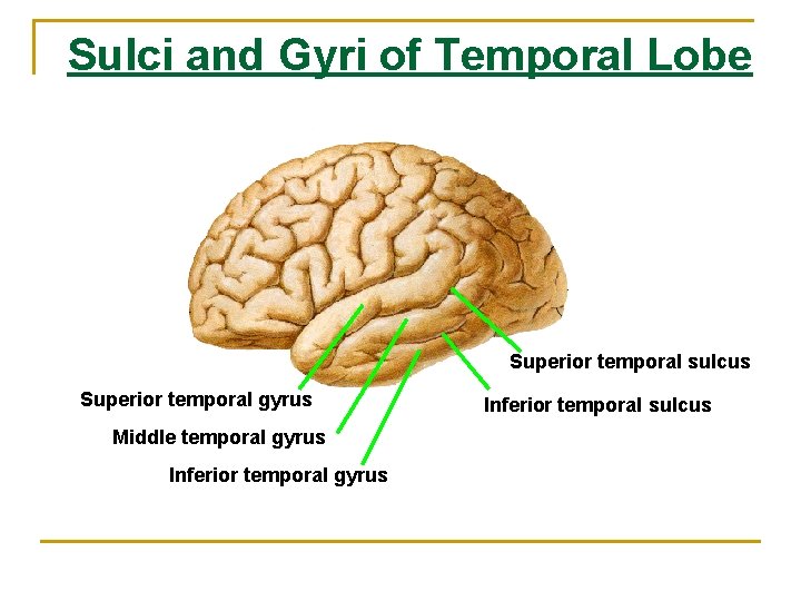Sulci and Gyri of Temporal Lobe Superior temporal sulcus Superior temporal gyrus Middle temporal