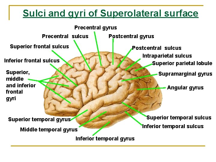Sulci and gyri of Superolateral surface Precentral gyrus Precentral sulcus Superior frontal sulcus Postcentral