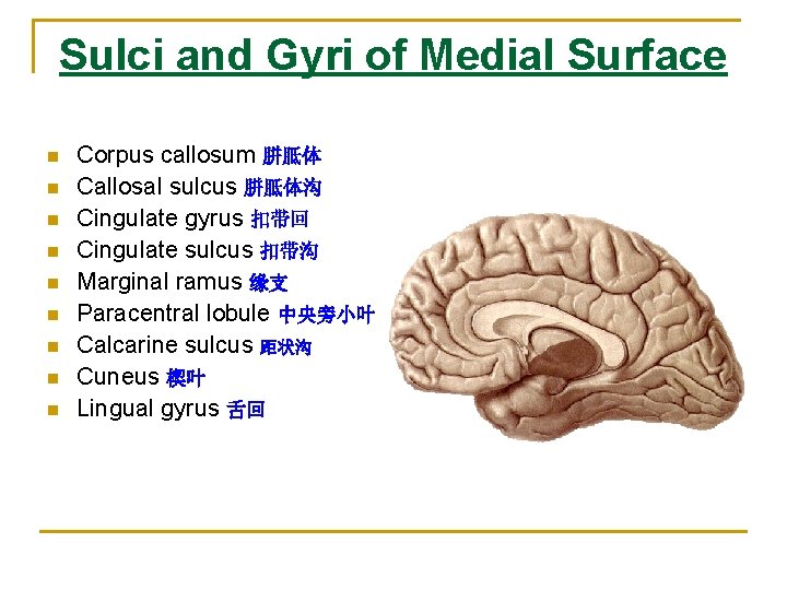 Sulci and Gyri of Medial Surface n n n n n Corpus callosum 胼胝体 Sulci and Gyri of Medial Surface n n n n n Corpus callosum 胼胝体