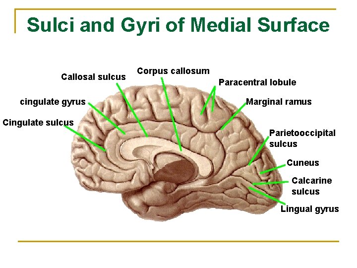 Sulci and Gyri of Medial Surface Callosal sulcus cingulate gyrus Corpus callosum Paracentral lobule