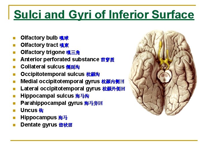 Sulci and Gyri of Inferior Surface n n n n Olfactory bulb 嗅球 Olfactory