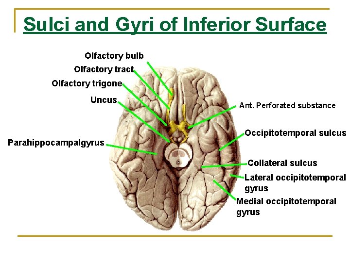 Sulci and Gyri of Inferior Surface Olfactory bulb Olfactory tract Olfactory trigone Uncus Ant.