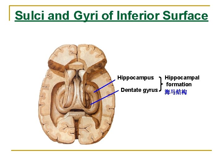 Sulci and Gyri of Inferior Surface Hippocampus Dentate gyrus Hippocampal formation 海马结构 