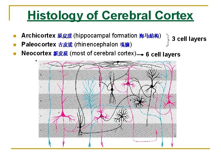 Histology of Cerebral Cortex n n n Archicortex 原皮质 (hippocampal formation 海马结构) 3 cell