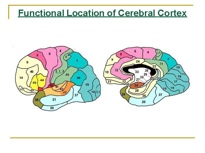 Functional Location of Cerebral Cortex 