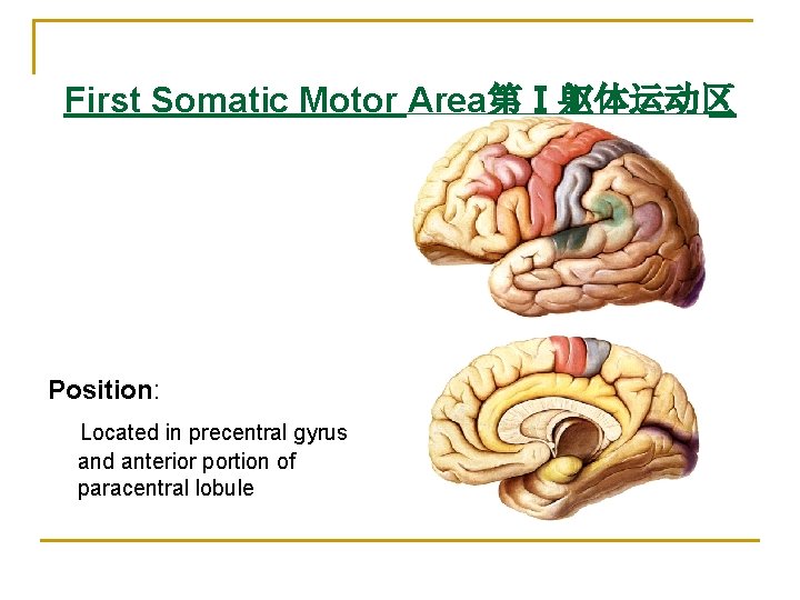 First Somatic Motor Area第Ⅰ躯体运动区 Position: Located in precentral gyrus and anterior portion of paracentral