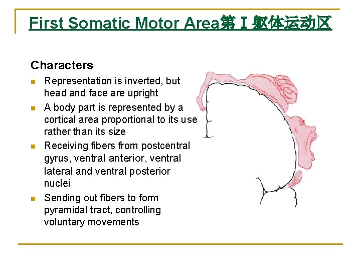 First Somatic Motor Area第Ⅰ躯体运动区 Characters n n Representation is inverted, but head and face First Somatic Motor Area第Ⅰ躯体运动区 Characters n n Representation is inverted, but head and face