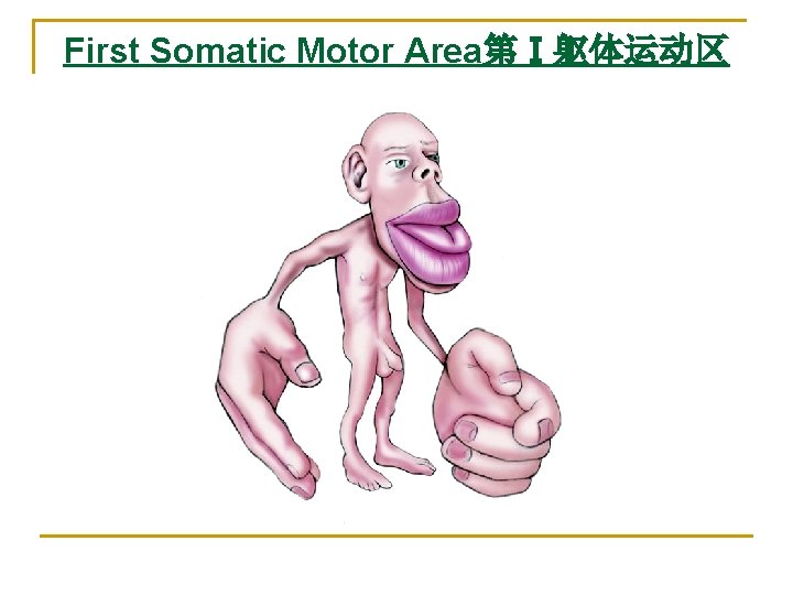 First Somatic Motor Area第Ⅰ躯体运动区 