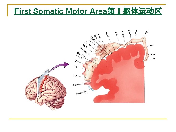First Somatic Motor Area第Ⅰ躯体运动区 
