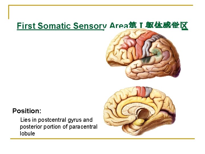 First Somatic Sensory Area第Ⅰ躯体感觉区 Position: Lies in postcentral gyrus and posterior portion of paracentral First Somatic Sensory Area第Ⅰ躯体感觉区 Position: Lies in postcentral gyrus and posterior portion of paracentral