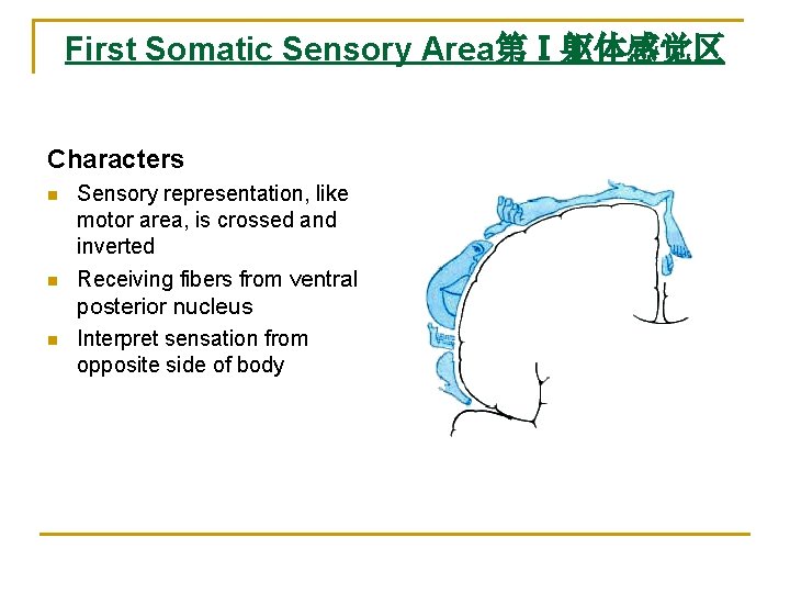 First Somatic Sensory Area第Ⅰ躯体感觉区 Characters n Sensory representation, like motor area, is crossed and