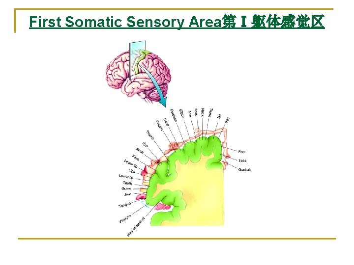 First Somatic Sensory Area第Ⅰ躯体感觉区 