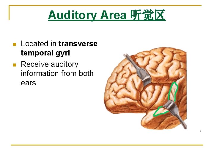 Auditory Area 听觉区 n n Located in transverse temporal gyri Receive auditory information from