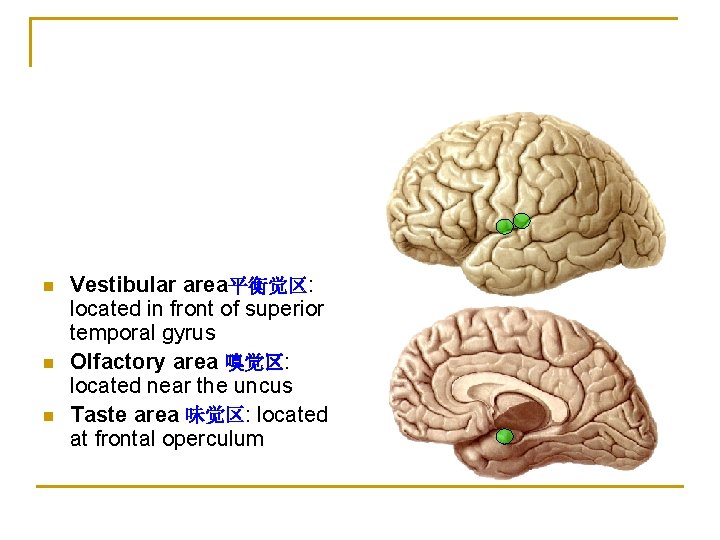 n n n Vestibular area平衡觉区: located in front of superior temporal gyrus Olfactory area