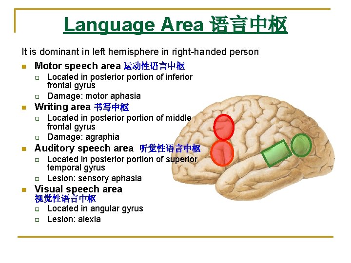 Language Area 语言中枢 It is dominant in left hemisphere in right-handed person n Motor Language Area 语言中枢 It is dominant in left hemisphere in right-handed person n Motor
