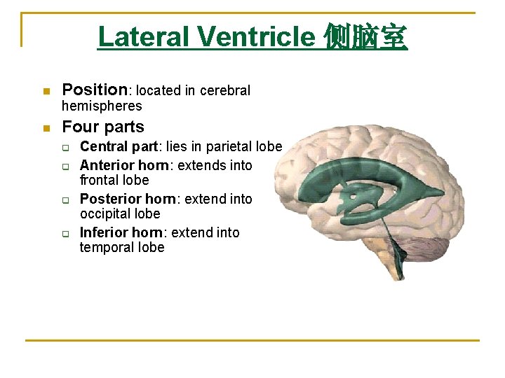 Lateral Ventricle 侧脑室 n Position: located in cerebral hemispheres n Four parts q q