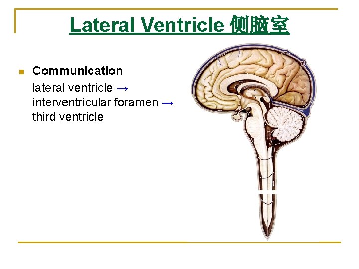 Lateral Ventricle 侧脑室 n Communication lateral ventricle → interventricular foramen → third ventricle Lateral Ventricle 侧脑室 n Communication lateral ventricle → interventricular foramen → third ventricle