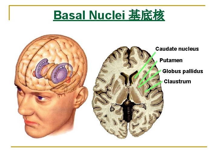 Basal Nuclei 基底核 Caudate nucleus Putamen Globus pallidus Claustrum 
