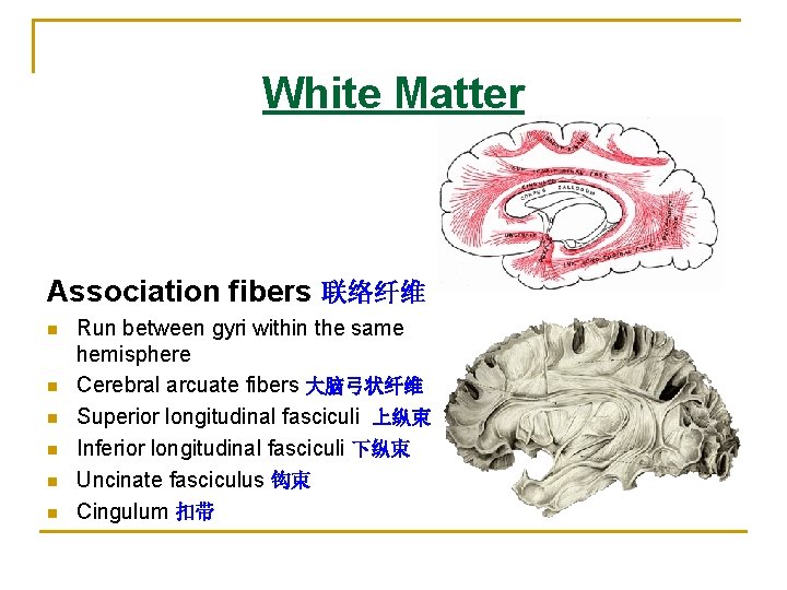 White Matter Association fibers 联络纤维 n n n Run between gyri within the same White Matter Association fibers 联络纤维 n n n Run between gyri within the same