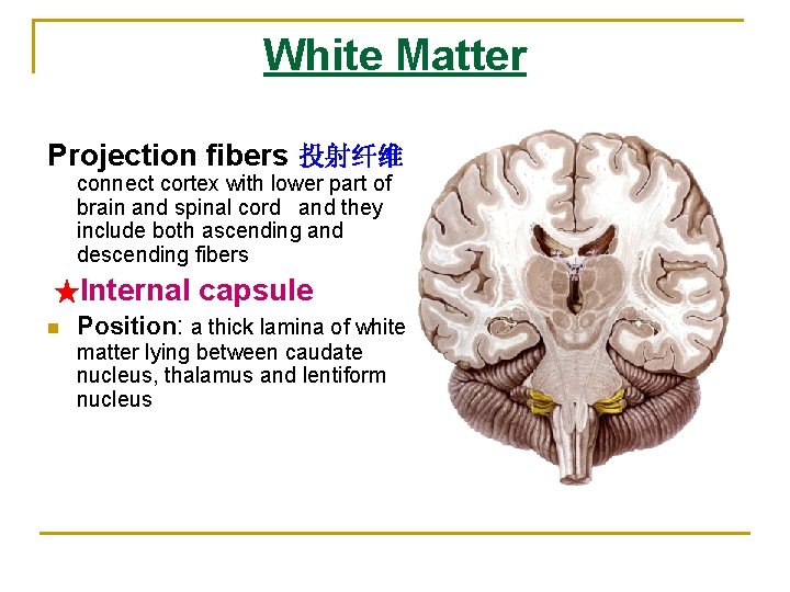 White Matter Projection fibers 投射纤维 connect cortex with lower part of brain and spinal White Matter Projection fibers 投射纤维 connect cortex with lower part of brain and spinal