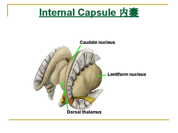 Internal Capsule 内囊 Caudate nucleus Lentiform nucleus Dorsal thalamus 