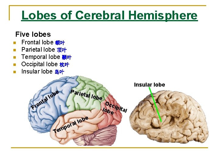 Lobes of Cerebral Hemisphere Five lobes n n n Frontal lobe 额叶 Parietal lobe