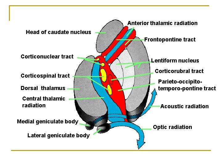 Anterior thalamic radiation Head of caudate nucleus Frontopontine tract Corticonuclear tract Corticospinal tract Dorsal