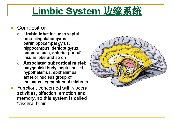 Limbic System 边缘系统 n Composition q q n Limbic lobe: includes septal area, cingulated