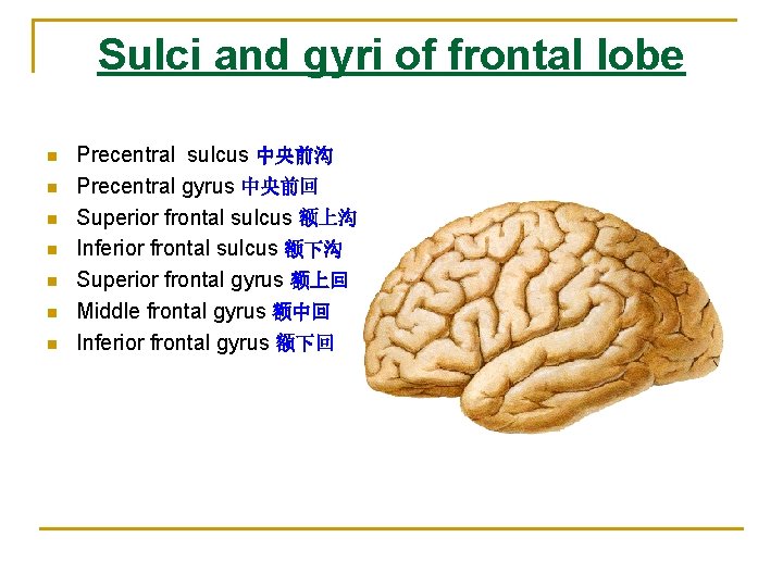 Sulci and gyri of frontal lobe n n n n Precentral sulcus 中央前沟 Precentral