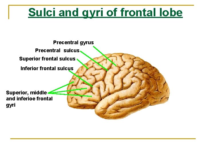 Sulci and gyri of frontal lobe Precentral gyrus Precentral sulcus Superior frontal sulcus Inferior