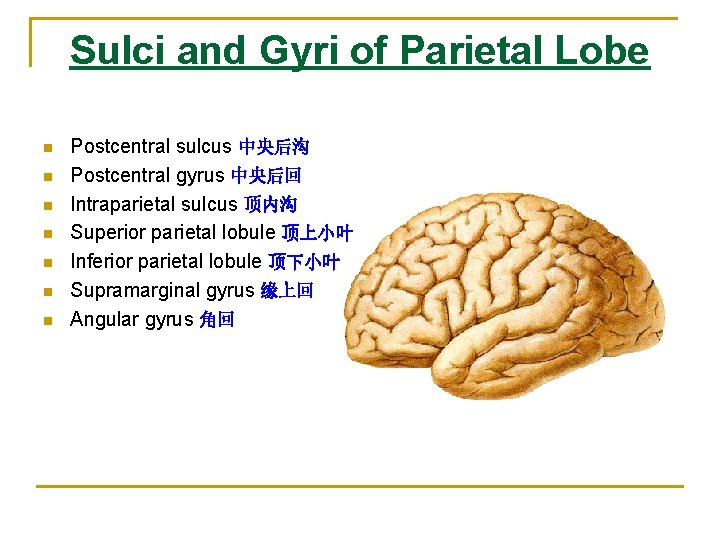 Sulci and Gyri of Parietal Lobe n n n n Postcentral sulcus 中央后沟 Postcentral Sulci and Gyri of Parietal Lobe n n n n Postcentral sulcus 中央后沟 Postcentral
