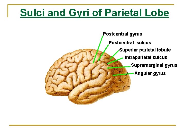 Sulci and Gyri of Parietal Lobe Postcentral gyrus Postcentral sulcus Superior parietal lobule Intraparietal