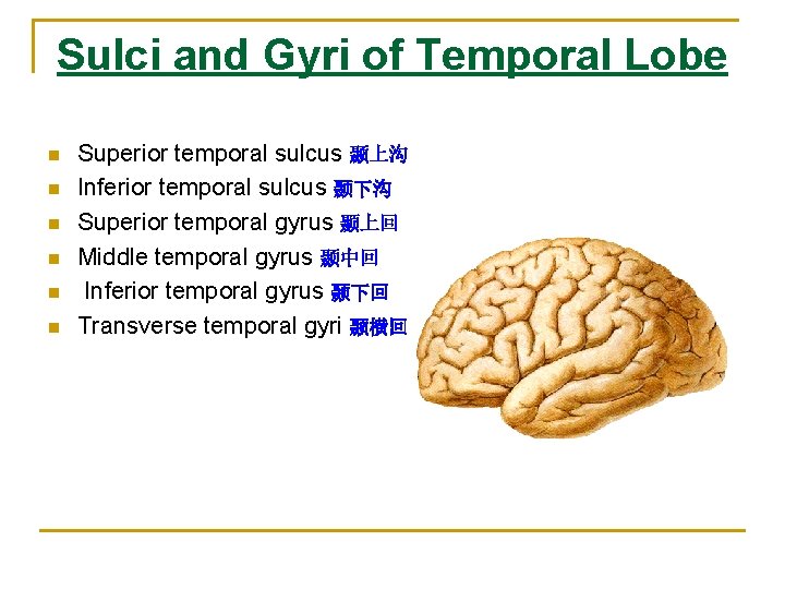 Sulci and Gyri of Temporal Lobe n n n Superior temporal sulcus 颞上沟 Inferior