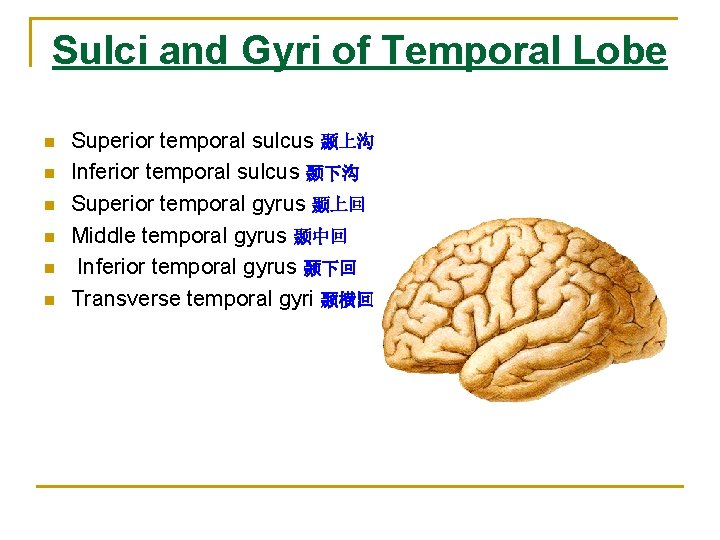 Sulci and Gyri of Temporal Lobe n n n Superior temporal sulcus 颞上沟 Inferior Sulci and Gyri of Temporal Lobe n n n Superior temporal sulcus 颞上沟 Inferior
