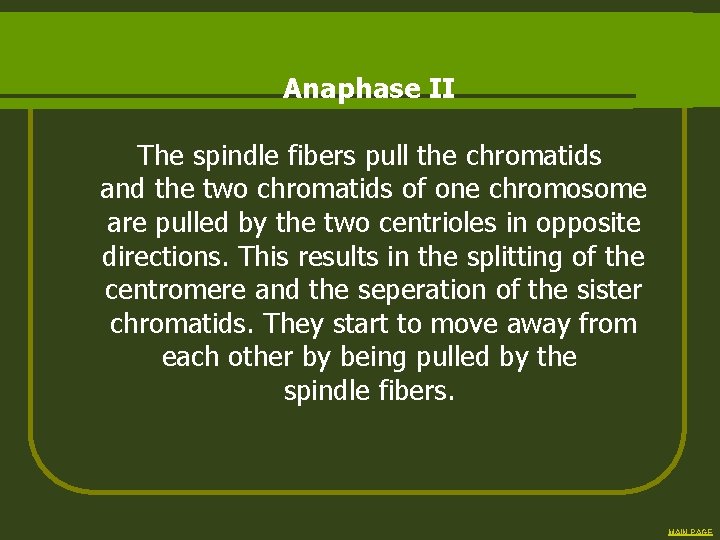 Anaphase II The spindle fibers pull the chromatids and the two chromatids of one