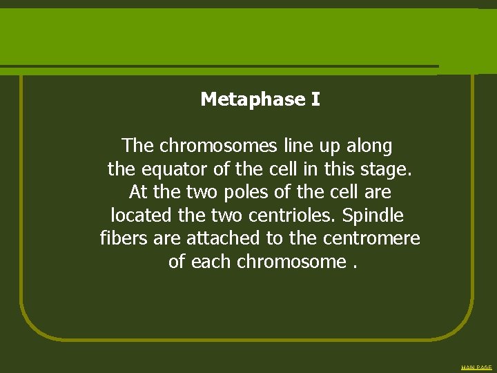 Metaphase I The chromosomes line up along the equator of the cell in this