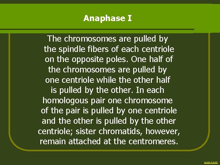 Anaphase I The chromosomes are pulled by the spindle fibers of each centriole on