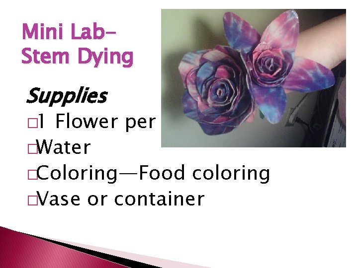 Mini Lab. Stem Dying Supplies � 1 Flower per group member �Water �Coloring—Food coloring