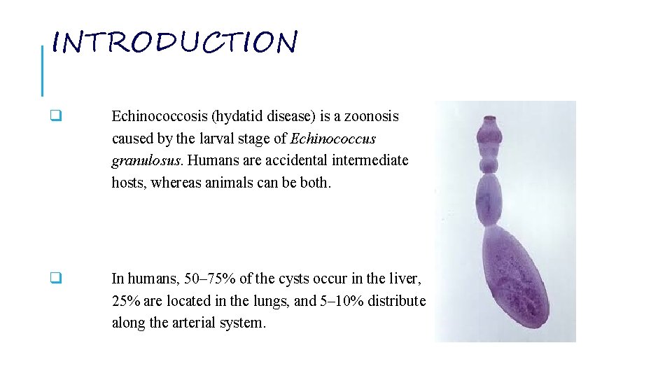 INTRODUCTION q Echinococcosis (hydatid disease) is a zoonosis caused by the larval stage of