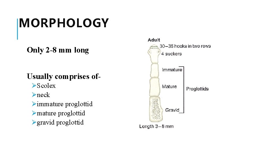MORPHOLOGY Only 2 -8 mm long Usually comprises ofØScolex Øneck Øimmature proglottid Øgravid proglottid