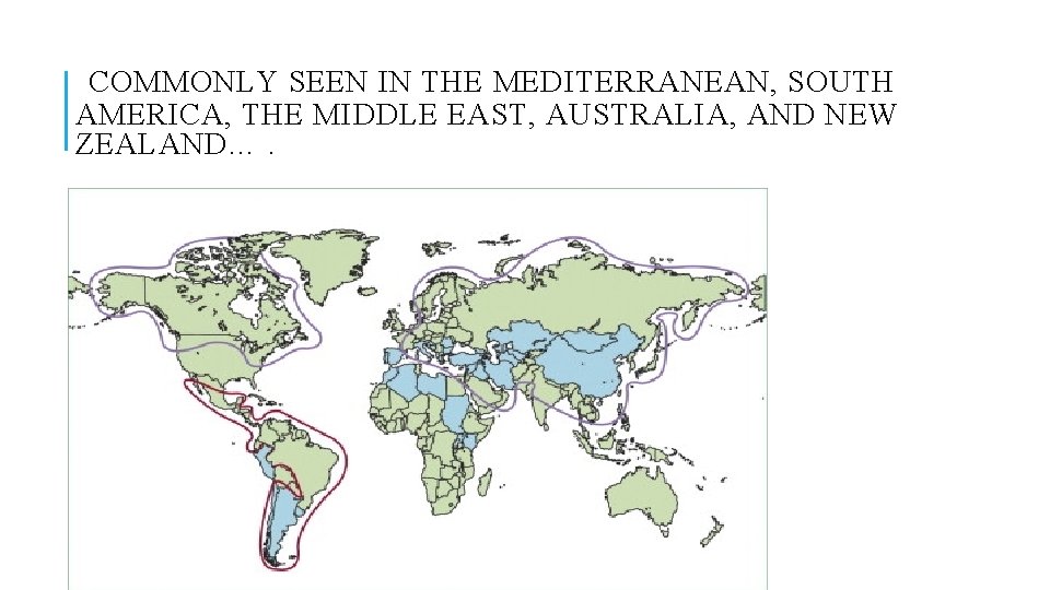 COMMONLY SEEN IN THE MEDITERRANEAN, SOUTH AMERICA, THE MIDDLE EAST, AUSTRALIA, AND NEW ZEALAND….