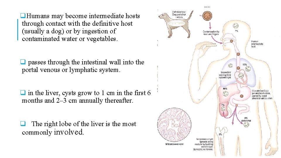 q. Humans may become intermediate hosts through contact with the definitive host (usually a