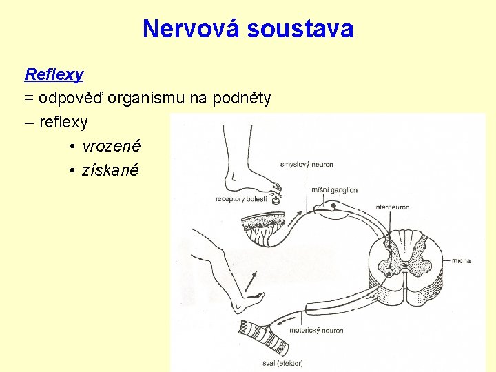 Nervová soustava Reflexy = odpověď organismu na podněty – reflexy • vrozené • získané