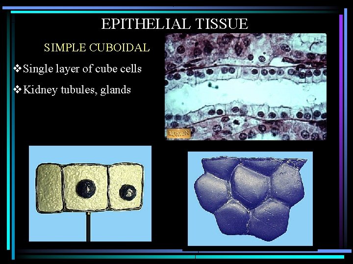 EPITHELIAL TISSUE SIMPLE CUBOIDAL v. Single layer of cube cells v. Kidney tubules, glands